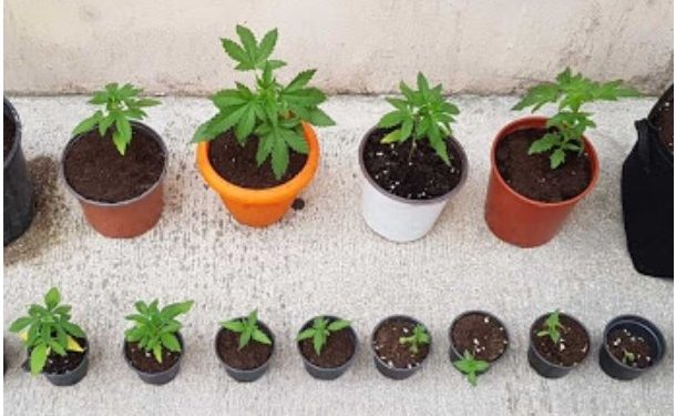 Alldaynews.gr 61χρονος πήρε την αστυνομία επειδή πιτσιρικάδες του έκλεψαν γλάστρες με κάνναβη