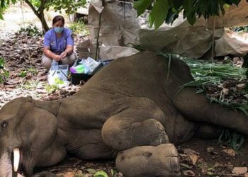 Φρίκη και κατακραυγή – Τάισαν έγκυο ελεφαντίνα ανανά με κροτίδα και την σκότωσαν[Σκληρές Εικόνες]