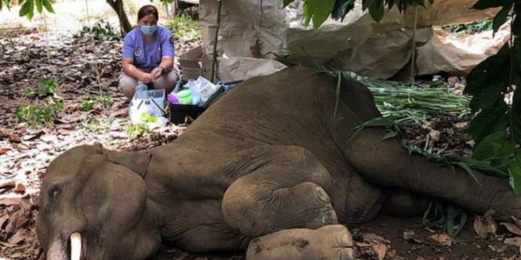 Φρίκη και κατακραυγή – Τάισαν έγκυο ελεφαντίνα ανανά με κροτίδα και την σκότωσαν[Σκληρές Εικόνες]