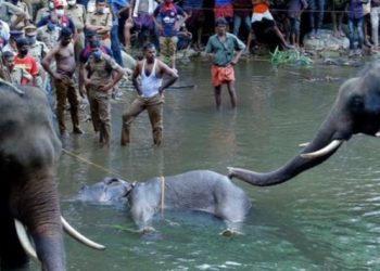 Ινδία: Συνελήφθη ύποπτος για τον θάνατο της εγκύου ελεφαντίνας από κροτίδα