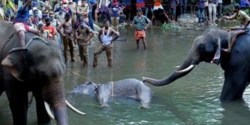 Ινδία: Συνελήφθη ύποπτος για τον θάνατο της εγκύου ελεφαντίνας από κροτίδα