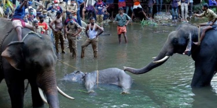 Ινδία: Συνελήφθη ύποπτος για τον θάνατο της εγκύου ελεφαντίνας από κροτίδα