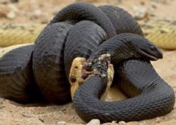 Μάχη μέχρι θανάτου: Βασιλική κόμπρα εναντίον πύθωνα![video]