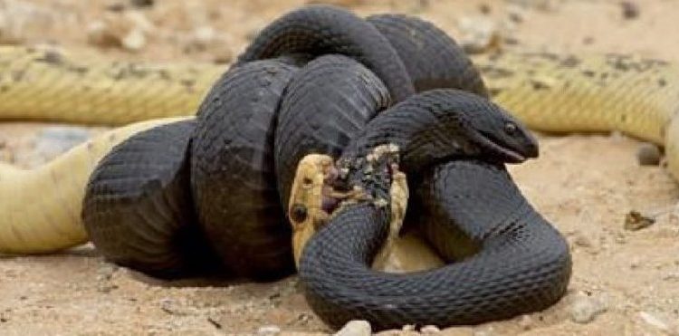 Μάχη μέχρι θανάτου: Βασιλική κόμπρα εναντίον πύθωνα![video]