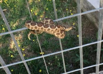 Θεσσαλονίκη: Φίδι σε παιδική χαρά! Τρόμος στους περαστικούς (pic)