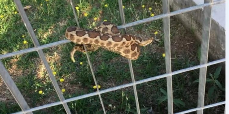 Alldaynews.gr Θεσσαλονίκη: Φίδι σε παιδική χαρά! Τρόμος στους περαστικούς (pic)