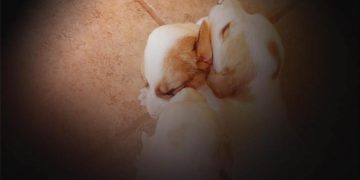 Alldaynews.gr Κτηνωδία: Ακρωτηρίασε χωρίς λόγο νεογέννητα κουτάβια – Πολύωρη επιχείρηση για τη σύλληψη του δράστη