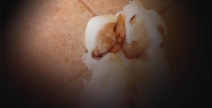 Alldaynews.gr Κτηνωδία: Ακρωτηρίασε χωρίς λόγο νεογέννητα κουτάβια – Πολύωρη επιχείρηση για τη σύλληψη του δράστη