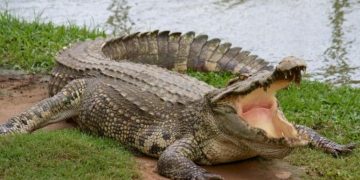 «Πάγωσαν» με αυτό που είδαν όταν έσκισαν την κοιλιά του Κροκόδειλου[Σκληρές Εικόνες]