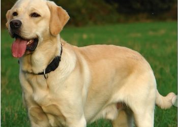 Βόλος: Σκυλίτσα έσωσε δύο ανήλικα κορίτσια από διαρρήκτες