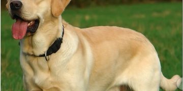 Βόλος: Σκυλίτσα έσωσε δύο ανήλικα κορίτσια από διαρρήκτες