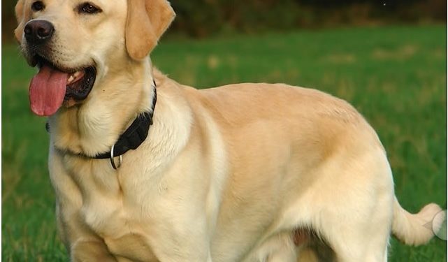 Βόλος: Σκυλίτσα έσωσε δύο ανήλικα κορίτσια από διαρρήκτες