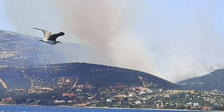 Alldaynews.gr ΑΠΟΚΛΕΙΣΤΙΚΕΣ ΕΙΚΟΝΕΣ: Εκτός ελέγχου η φωτιά στην Κάρυστο-Σε επιφυλακή οι κάτοικοι για εκκένωση οικισμού