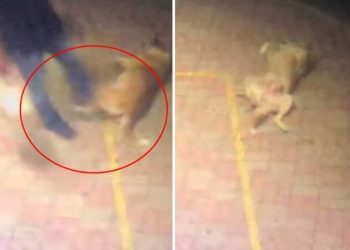 Πρόστιμο 30.000 ευρώ στον άνδρα που κλώτσησε σκυλάκι στην Κομοτηνή