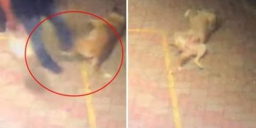 Πρόστιμο 30.000 ευρώ στον άνδρα που κλώτσησε σκυλάκι στην Κομοτηνή