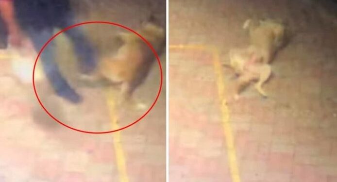 Πρόστιμο 30.000 ευρώ στον άνδρα που κλώτσησε σκυλάκι στην Κομοτηνή