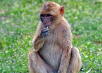 Οικογενειακή τραγωδία: Μαϊμούδες σκότωσαν μια μητέρα με τα τέσσερα παιδιά της