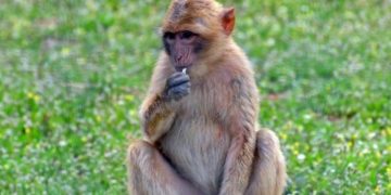 Alldaynews.gr Οικογενειακή τραγωδία: Μαϊμούδες σκότωσαν μια μητέρα με τα τέσσερα παιδιά της