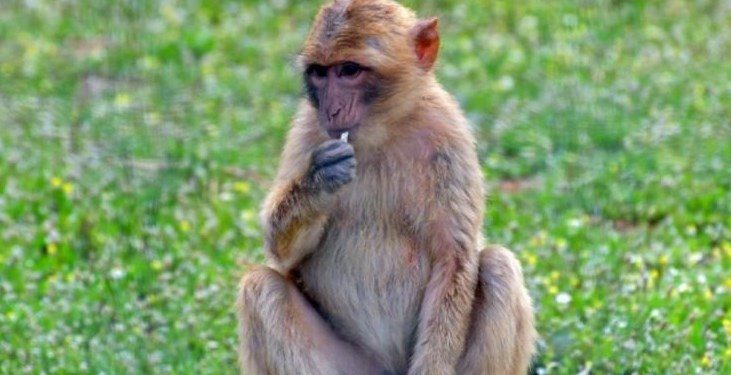 Alldaynews.gr Οικογενειακή τραγωδία: Μαϊμούδες σκότωσαν μια μητέρα με τα τέσσερα παιδιά της