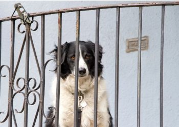 ΔΕΝ αφήσουμε τον σκύλο στο μπαλκόνι όταν λείπουμε-Απαγορεύεται δια ροπάλου