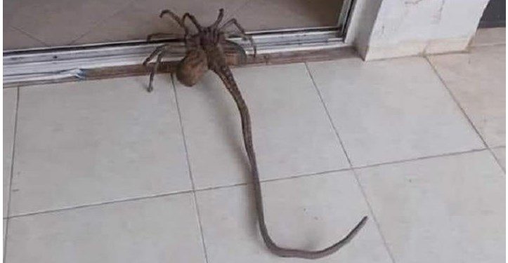 Αράχνη με… εξωγήινη όψη εμφανίστηκε στα Τρίκαλα[photos]