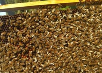 Αιτωλοακαρνανία: Πατέρας και γιος δηλητηρίαζαν μελίσσια στο Ξηρόμερο