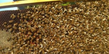 Alldaynews.gr Αιτωλοακαρνανία: Πατέρας και γιος δηλητηρίαζαν μελίσσια στο Ξηρόμερο