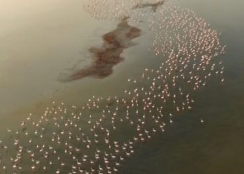 Φλαμίνγκο έκαναν την εμφάνιση τους ξανά στον Άγιο Μάμα (video)