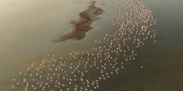 Alldaynews.gr Φλαμίνγκο έκαναν την εμφάνιση τους ξανά στον Άγιο Μάμα (video)