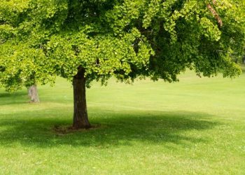 «Viagra» της φύσης ευδοκιμούν στο κέντρο της Λάρισας!