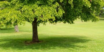 Alldaynews.gr «Viagra» της φύσης ευδοκιμούν στο κέντρο της Λάρισας!