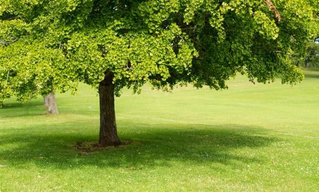 Alldaynews.gr «Viagra» της φύσης ευδοκιμούν στο κέντρο της Λάρισας!