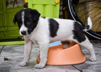 Κτήνη στα Χανιά: Έκαψαν ζωντανό ένα σκυλάκι[photo]