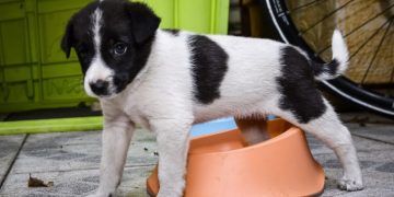 Κτήνη στα Χανιά: Έκαψαν ζωντανό ένα σκυλάκι[photo]