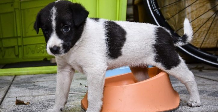 Κτήνη στα Χανιά: Έκαψαν ζωντανό ένα σκυλάκι[photo]