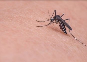 Ιός Δυτικού Νείλου: Δεύτερη νεκρή στις Σέρρες μέσα σε λίγα εικοσιτετράωρα