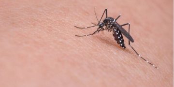 Alldaynews.gr Ιός Δυτικού Νείλου: Δεύτερη νεκρή στις Σέρρες μέσα σε λίγα εικοσιτετράωρα