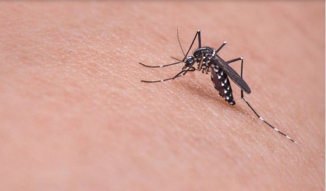 Alldaynews.gr Ιός Δυτικού Νείλου: Δεύτερη νεκρή στις Σέρρες μέσα σε λίγα εικοσιτετράωρα