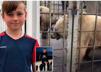 Αρκούδες σκότωσαν 11χρονο μαθητή – «Έπαιζαν μπάλα» με το κορμί του πριν το κατασπαράξουν