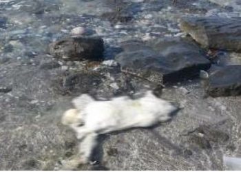 Θεσσαλονίκη: Έσφαξαν 30χρονο, το έκαψαν και μετά τον πέταξαν στο δάσος