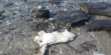 Alldaynews.gr Θεσσαλονίκη: Έσφαξαν 30χρονο, το έκαψαν και μετά τον πέταξαν στο δάσος