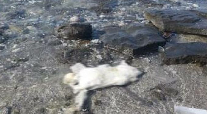 Alldaynews.gr Θεσσαλονίκη: Έσφαξαν 30χρονο, το έκαψαν και μετά τον πέταξαν στο δάσος