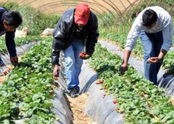 10.000 εργάτες γης από την Αλβανία χωρίς έλεγχο στην Κεντρική Μακεδονία