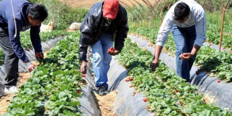 Alldaynews.gr 10.000 εργάτες γης από την Αλβανία χωρίς έλεγχο στην Κεντρική Μακεδονία