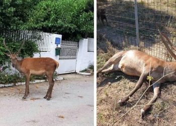 Kτηνωδία: Σκότωσαν το ελαφάκι που ζούσε κοντά σε σπίτια στους πρόποδες της Πάρνηθας