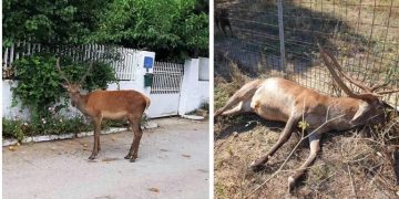 Kτηνωδία: Σκότωσαν το ελαφάκι που ζούσε κοντά σε σπίτια στους πρόποδες της Πάρνηθας