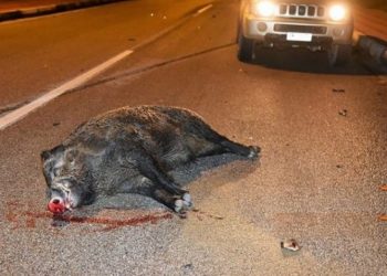 Bόλος: Σώοι βγήκαν 4 νέοι από τρακάρισμα, αλλά όχι το… αγριογούρουνο