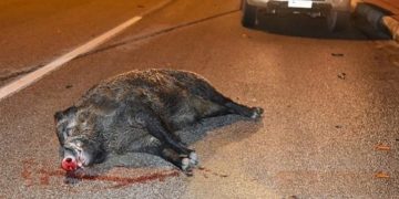 Bόλος: Σώοι βγήκαν 4 νέοι από τρακάρισμα, αλλά όχι το… αγριογούρουνο