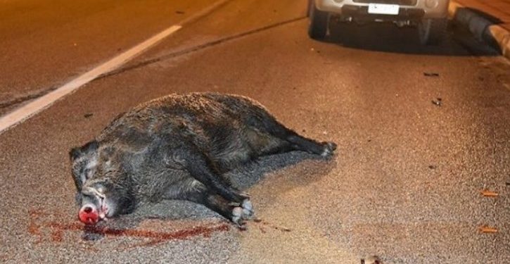 Bόλος: Σώοι βγήκαν 4 νέοι από τρακάρισμα, αλλά όχι το… αγριογούρουνο