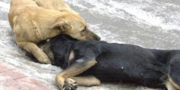 Alldaynews.gr Βασάνισαν και σκότωσαν σκυλάκια – Ανθρωποκυνηγητό για σύλληψη των δραστών